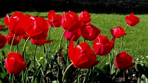 Flowers Video stock 82770883