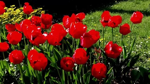 Flowers Video stock 82770892