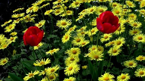 Flowers Stock Footage 82770945