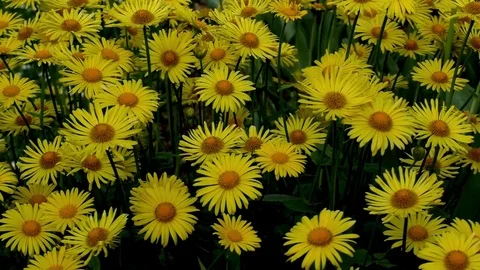 Flowers 動画素材 82770982