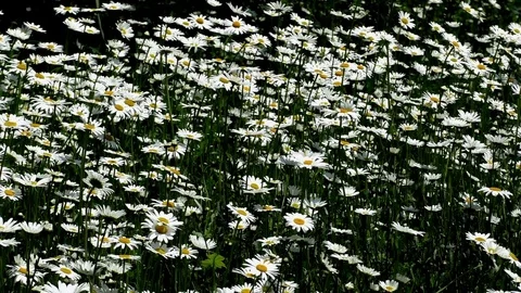 Flowers Video stock 82771012