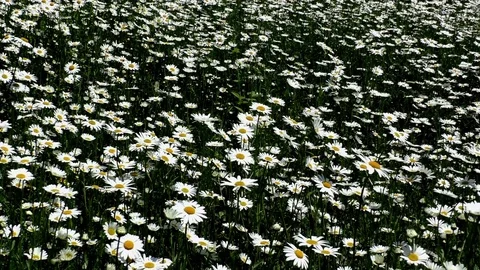 Flowers Stock-Footage 82771020