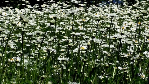 Flowers 動画素材 82771136