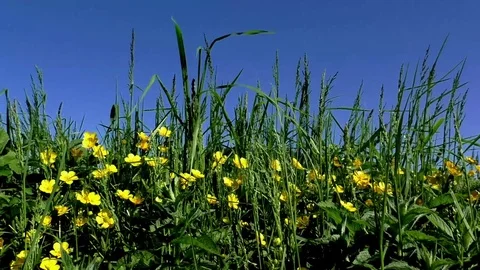 Flowers Stock Footage 82771197