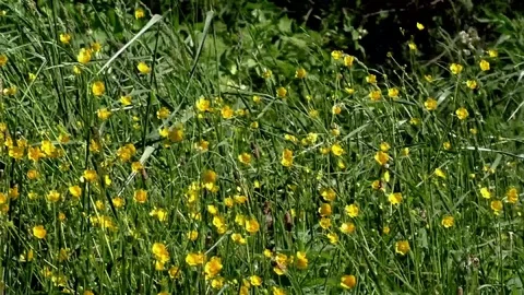 Flowers Stock Footage 82771224