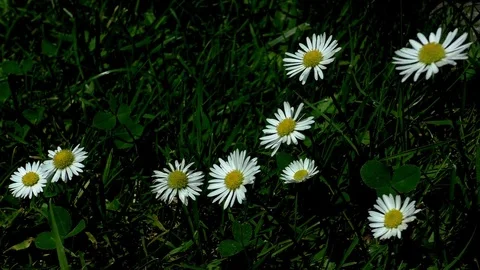 Flowers Stock Footage 82771452