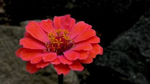 Flowers Video stock 82771537