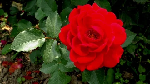 Flowers 스톡 동영상 82771545