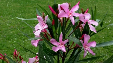 Flowers 스톡 동영상 82771600