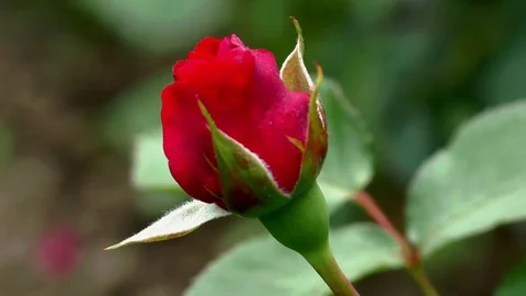 Flowers Stock Footage 82771621