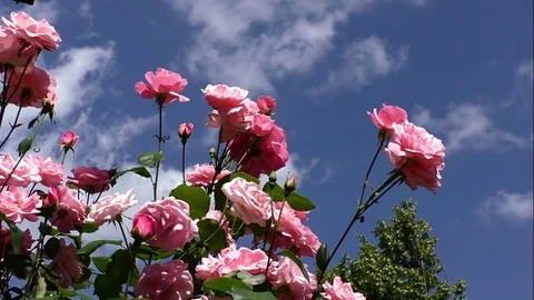 Flowers Stock Footage 82773786