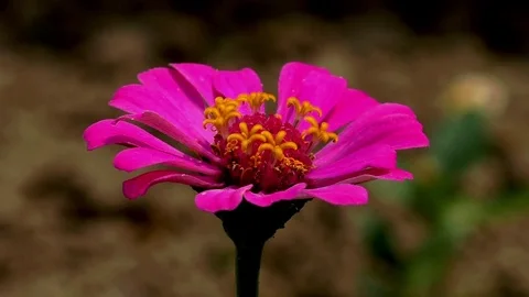 Flowers 動画素材 82773802