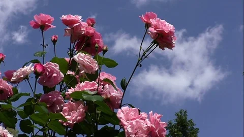 Flowers Stock-Footage 82773859