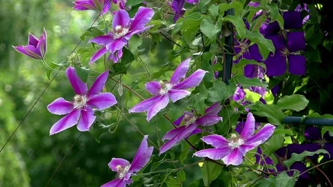 Flowers 스톡 동영상 82774022