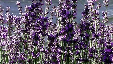 Flowers Stock-Footage 82774079