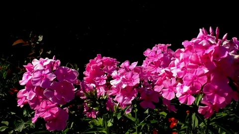 Flowers Stock Footage 82774113
