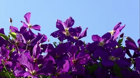 Flowers 스톡 동영상 82774248