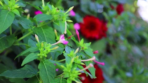 Flowers Stockbeeldmateriaal 83858461