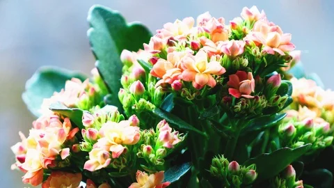 Flowers Stock Footage 88675331