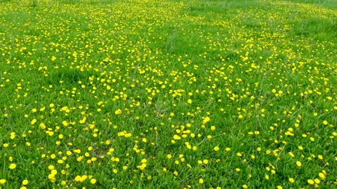 Flowers 動画素材 89699769