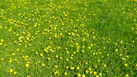 Flowers Video stock 89699945