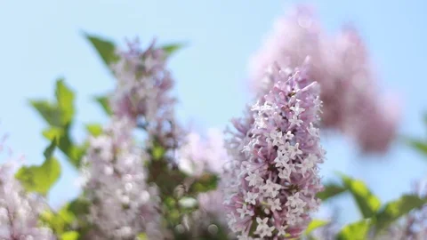 Flowers Video stock 90974889