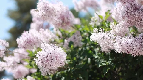 Flowers Video stock 90976509