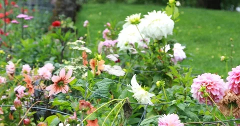 Flowers Stock Footage 92836867
