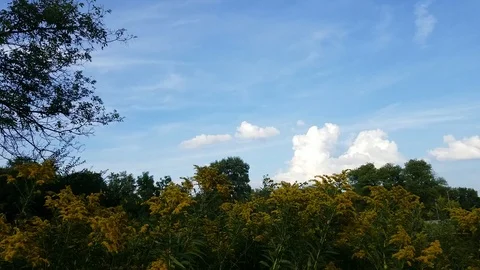 Flowers Stock Footage 94598225