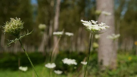 Flowers Stock Footage 94713917