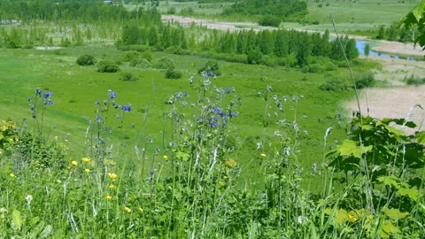 Flowers Video stock 98475842