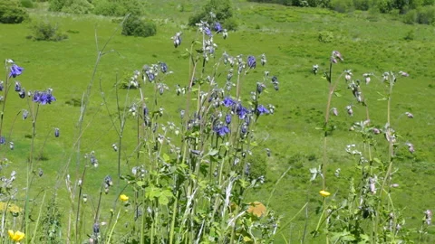 Flowers Stock Footage 98475844