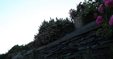 Flowers Video stock 101353125