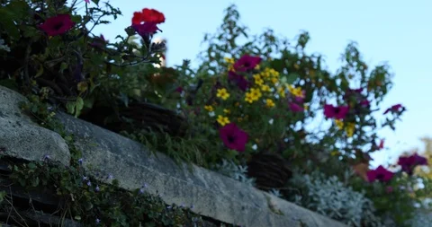 Flowers Stock Footage 101353443