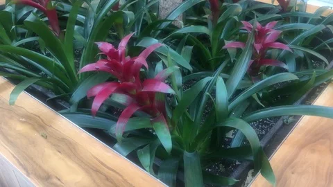 Flowers Stock Footage 102148077