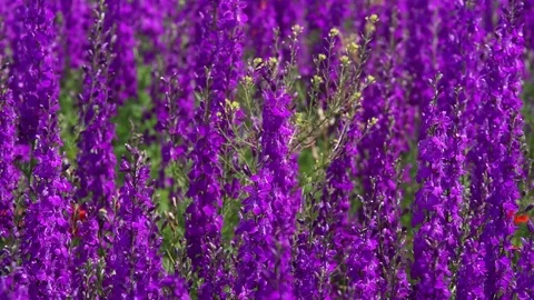 Flowers Stock Footage 102397932