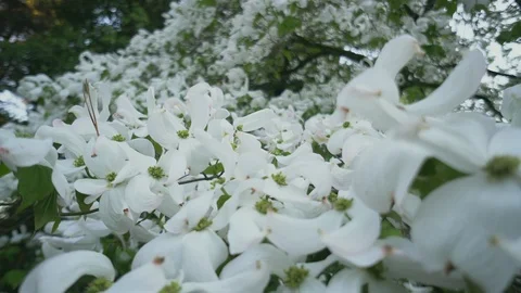 Flowers Stock Footage 108549112