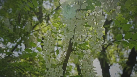 Flowers 스톡 동영상 108655587