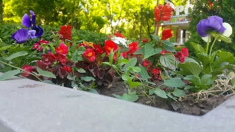 Flowers Stock Footage 108732000