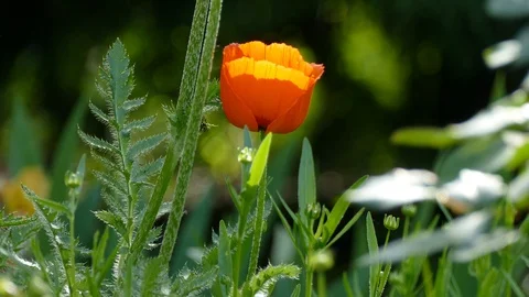 Flowers. Stock Footage 108847148