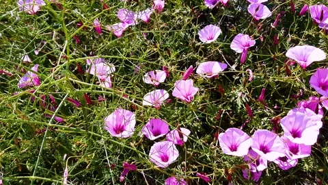 Flowers Stock Footage 109459088