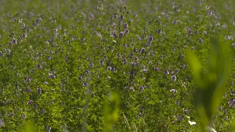 Flowers Stock-Footage 112787385