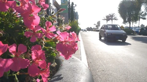 Flowers Stock Footage 123452424