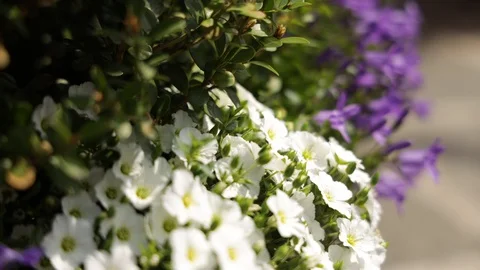 Flowers Stock Footage 128452342