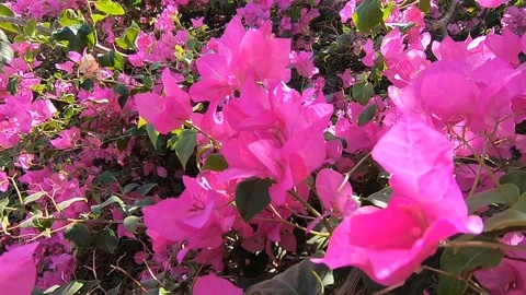 Flowers Video stock 129330983