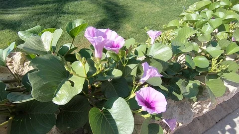 Flowers Video stock 129331025