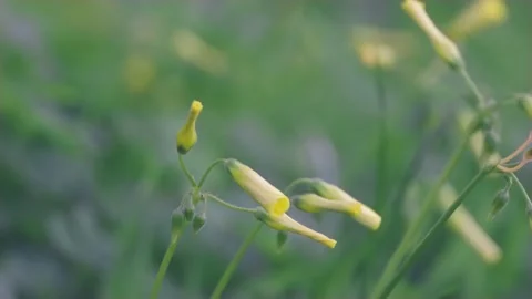 Flowers 스톡 동영상 130216688