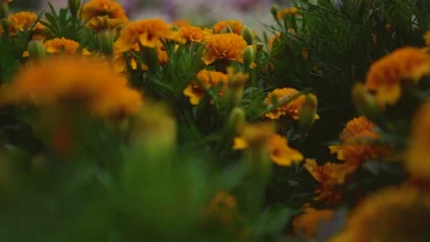 FLOWERS Stock Footage 130593042