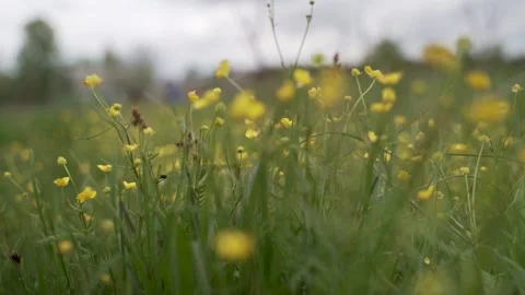 Flowers Video stock 130652533