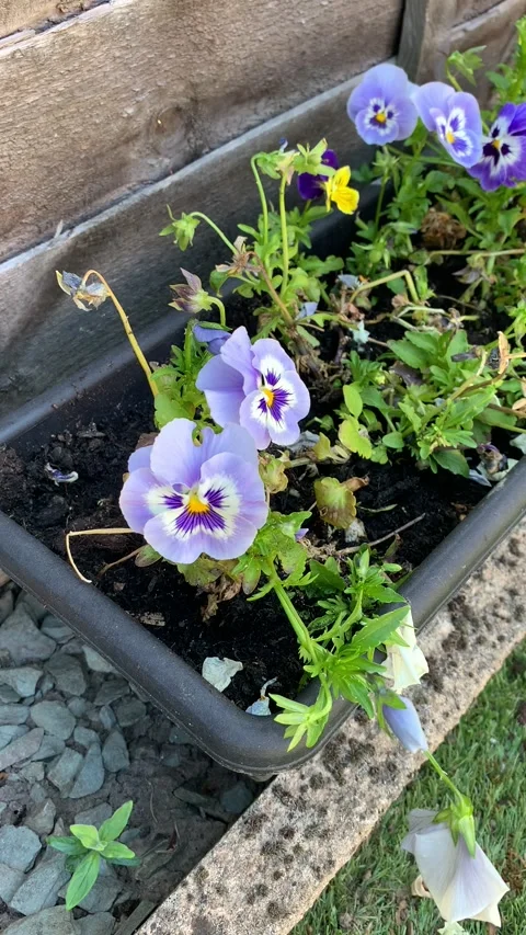 Flowers Video stock 131521270